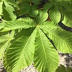 Kastanienbaum 3*